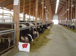 cattle at UW-Madison farm